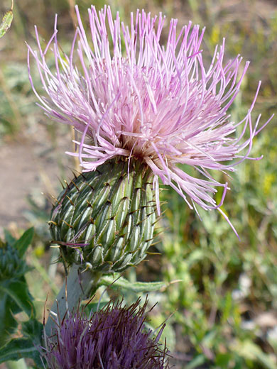 Wavy-Leaf Thistle