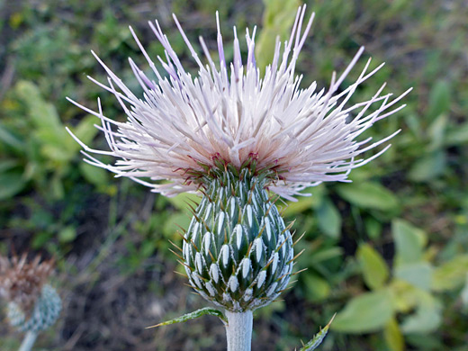 Wavy-Leaf Thistle; Cirsium undulatum in the Abajo Mountains, Utah