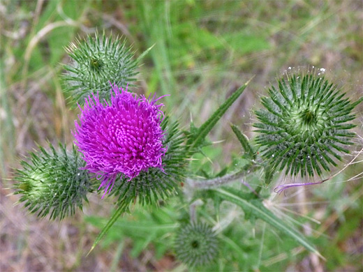 Bull Thistle; Flower and buds - cirsium vulgare (bull thistle), City of Rocks National Reserve, Idaho