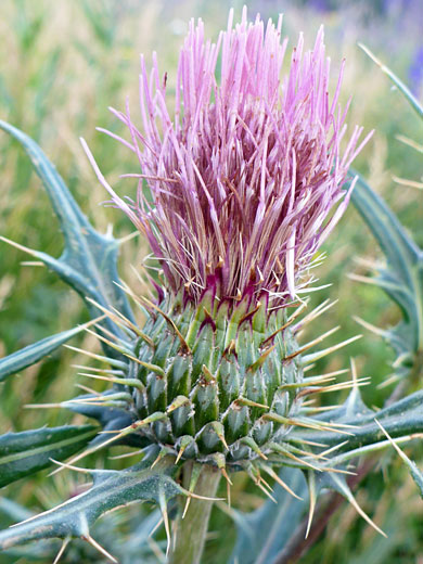 Wheeler's Thistle; Wheeler's thistle (cirsium wheeleri), Humphreys Peak Trail, Arizona