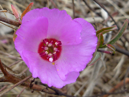 Ruby Chalice Fairyfan; Clarkia rubicunda along the Wildcat Beach Trail, Point Reyes National Seashore, California