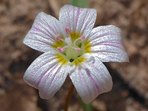 Curving petals