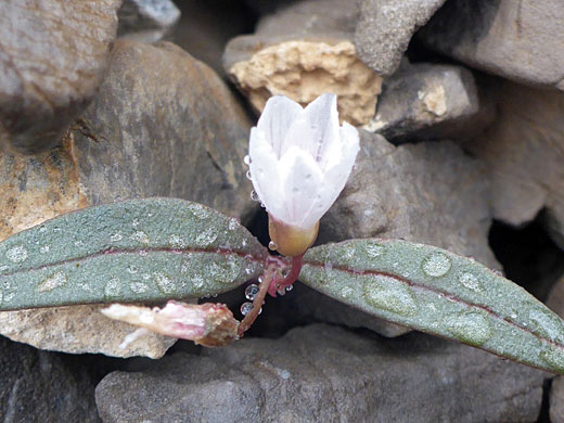 Lanceleaf Springbeauty