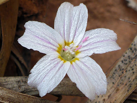 Veined petals