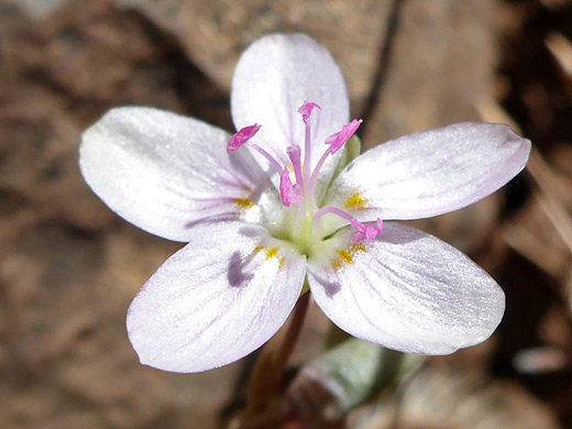 Madrean Springbeauty; Pink anthers and white filaments; claytonia rosea, Sycamore Rim Trail, Arizona