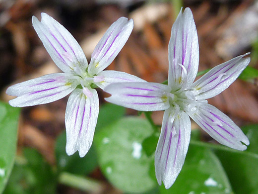 Siberian Springbeauty; Claytonia sibirica, Little Bald Hills Trail, Jedediah Smith Redwoods State Park, California