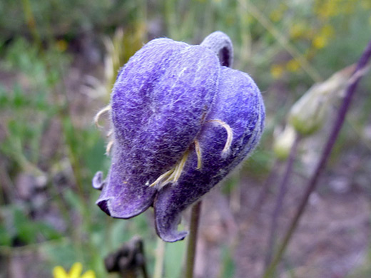 Sugarbowls; Bell-shaped, blue-purple flower of clematis hirsutissima (sugarbowls)