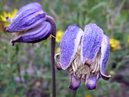 Two flowers