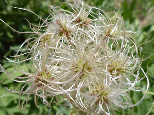 Oriental Virginsbower; Oriental virginsbower (clematis orientalis), Hells Backbone Road, Utah