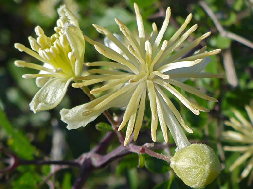 Ropevine; Clematis pauciflora (ropevine), Bayside Trail, Cabrillo National Monument, California