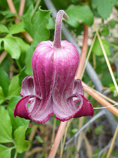 Purple Clematis; Pendant, bell-shaped flower - clematis pitcheri along the Ward Spring Trail in Big Bend National Park, Texas