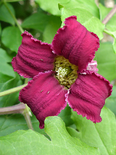 Curving purple sepals