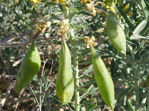 Bladderpod Bush