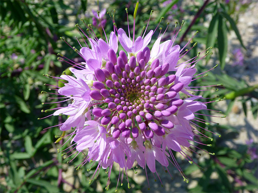 Rocky Mountain Bee-Plant; Symmetric flower head - Rocky Mountain bee-plant (cleome serrulata), near the Wind River Range in southwest Wyoming