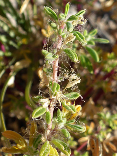 Hairy leaves