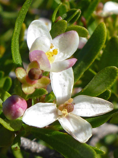 Bushrue; Cneoridium dumosum (bushrue), Tidepools Trail, Cabrillo National Monument, California