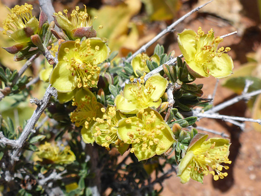 Blackbrush; Ccoleogyne ramosissima, Fall Creek, Navajo Reservation, Arizona