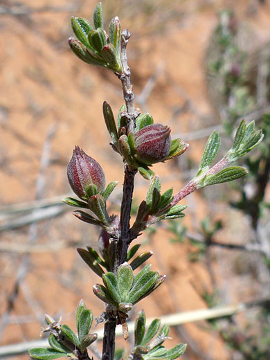 Blackbrush