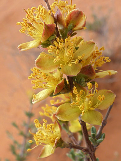 Orange-yellow flowers
