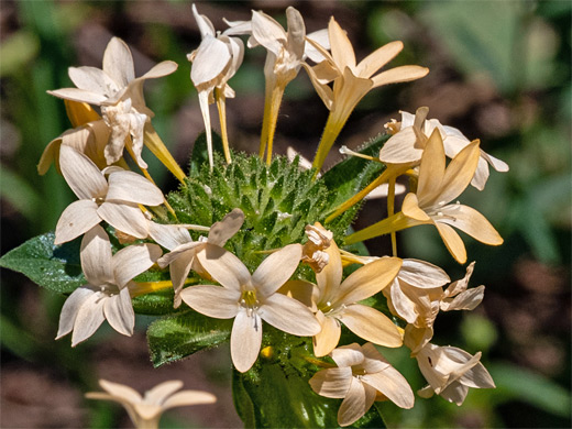Large-flowered Collomia; Collomia grandiflora (large-flowered collomia), Park City, Utah