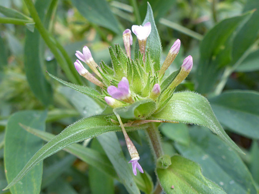 Tiny Trumpet; Tubular pink flowers and green bracts - collomia linearis along the Manns Peak Trail, La Sal Mountains, Utah