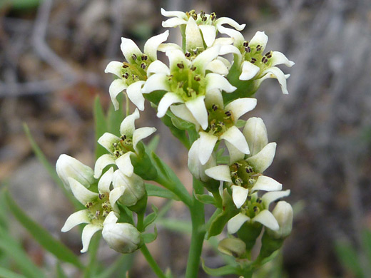 Bastard Toadflax; White-petaled flowers - comandra umbellata along the Thomas Point Trail, Sedona, Arizona