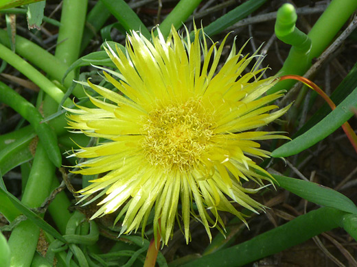 Narrow-leaved Iceplant; Flower head of the narrow-leaved iceplant (conicosia pugioniformis), near the coast in Gaviota State Park