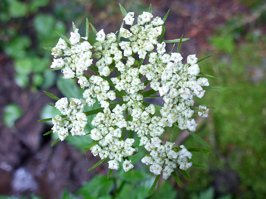 Rocky Mountain Hemlockparsley; Flat-topped cluster of conioselinum scopulorum flowers, Geyser Basin Road, La Sal Mountains, Utah