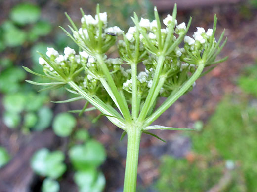 Rocky Mountain Hemlockparsley