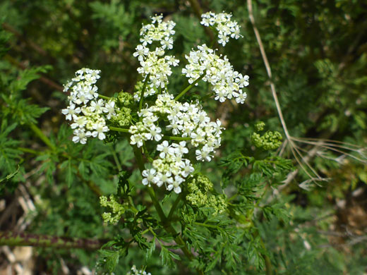 White flowers