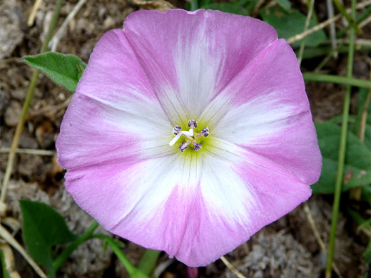 Field Bindweed; Fused, pink and white petals of convolvulus arvensis (field bindweed), Uinta Mountains