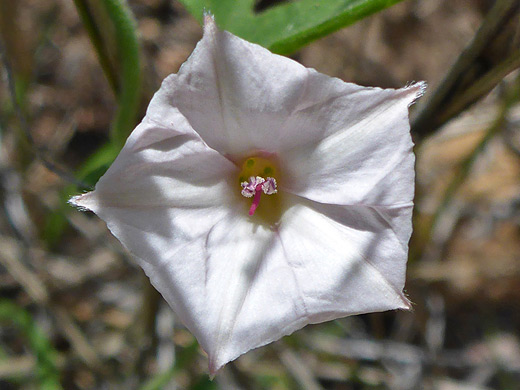 Texas Bindweed; White, five-lobed corolla of convolvulus equitans, Apache Canyon Trail, Big Bend National Park, Texas