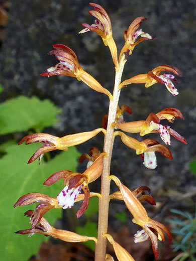 Spotted Coralroot; Spotted coralroot (corallorhiza maculata), Brown Creek Trail, Great Basin National Park, Nevada