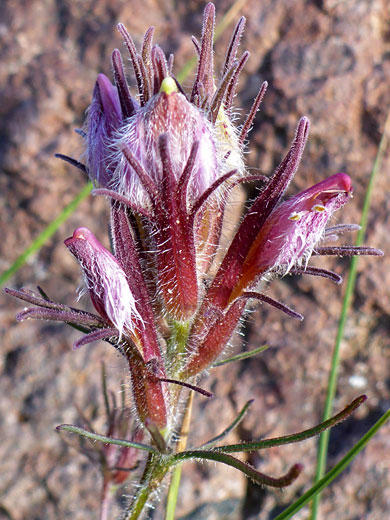 Heller's Bird's Beak; Heller's bird's beak (cordylanthus kingii), Rattlesnake Creek Trail, Cedar Breaks National Monument, Utah