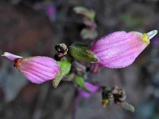 Small-Flowered Bird's Beak; Cordylanthus parviflorus (small-flowered bird's beak), Left Fork of North Creek, Zion National Park, Utah