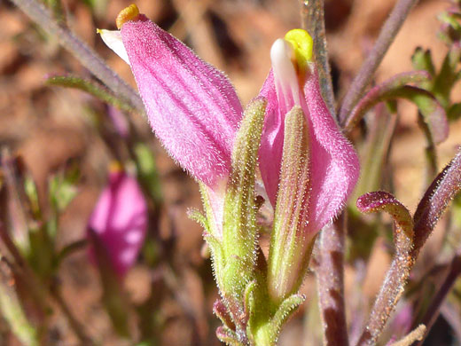 Hairy flowers