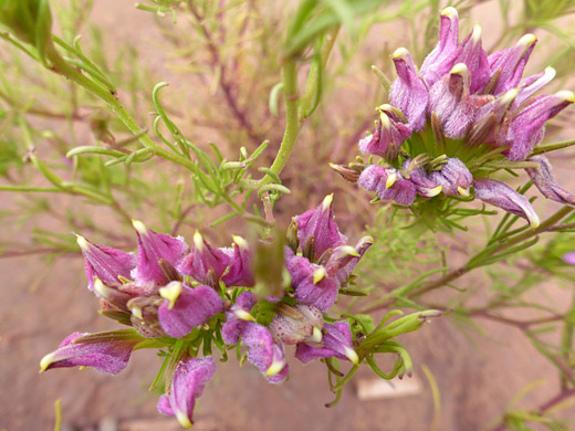 Wright's Bird's Beak; Two flower clusters - cordylanthus wrightii ssp wrightii, Painted Hand Pueblo, Canyons of the Ancients National Monument, Colorado