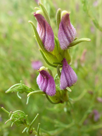 Hairy petals