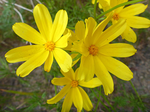 Bigelow's Tickseed; Bigelow's tickseed (coreopsis bigelovii), Owl Canyon, Rainbow Basin, California
