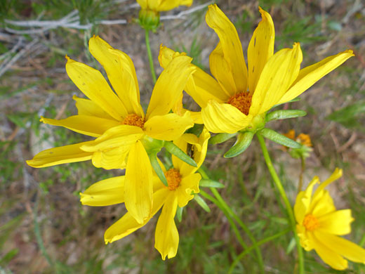 Broad yellow ray florets