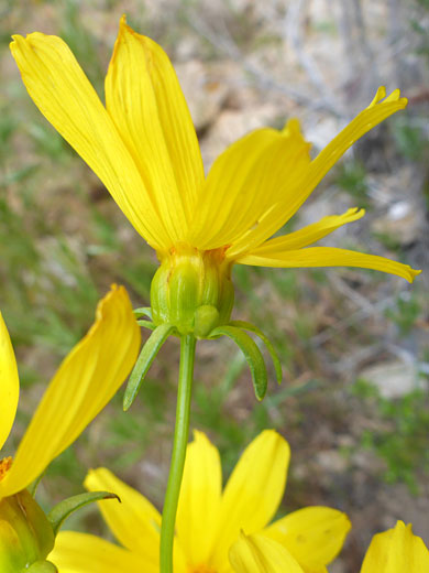 Bigelow's Tickseed