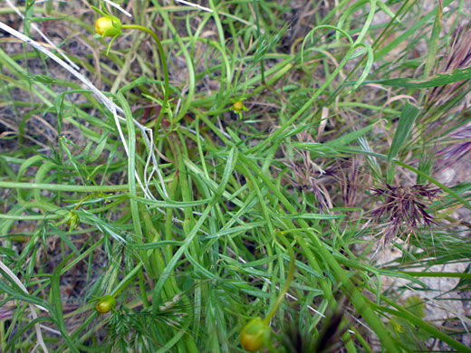 Linear leaf lobes
