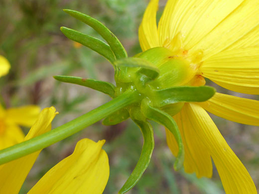 Recurved phyllaries