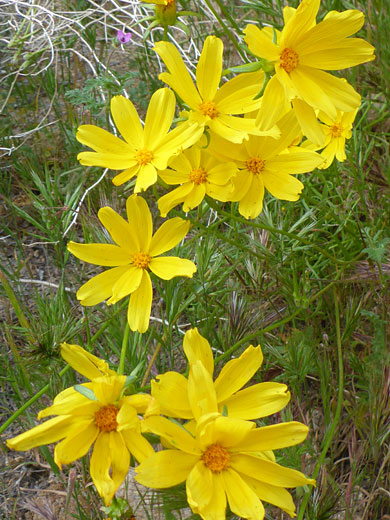 Group of flowerheads