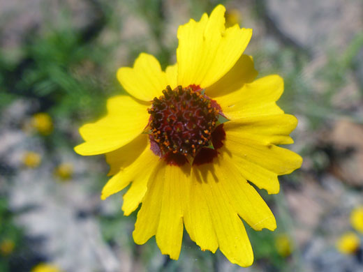 Golden Tickseed; Golden tickseed (coreopsis tinctoria), Pomeroy Tanks, Sycamore Canyon, Arizona