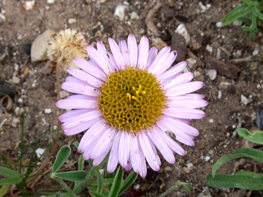 California Aster; Pink rays and yellow disc florets - California aster (corethrogyne filaginifolia), in the wildflower garden at Montana de Oro State Park