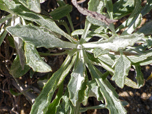 Woolly-hairy leaves