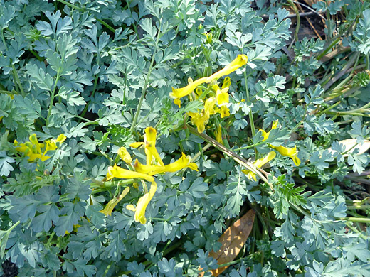 Golden Smoke; Yellow flowers and greenish lobed leaves - corydalis aurea at Chiricahua National Monument, Arizona