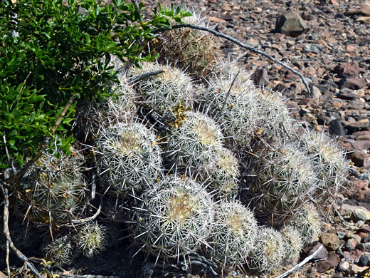 Sea urchin cactus, coryphantha echinus