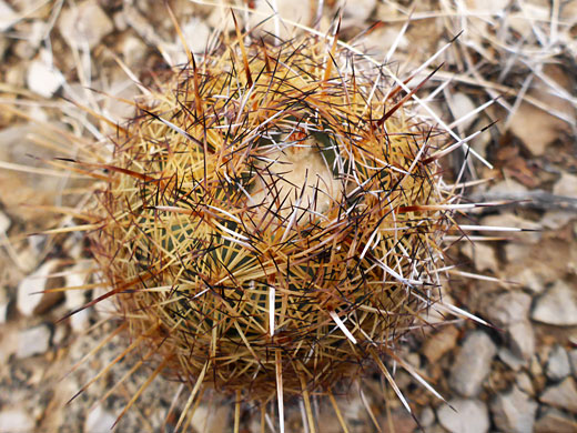 Top of a stem